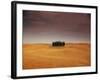Cypress Trees in Tuscan Field, Val d'Orcia, Siena Province, Tuscany, Italy-Sergio Pitamitz-Framed Photographic Print