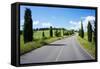 Cypress Trees Line Country Road, Chianti Region, Tuscany, Italy, Europe-Peter Groenendijk-Framed Stretched Canvas