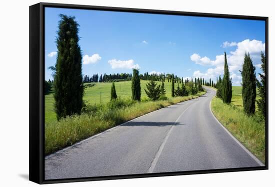 Cypress Trees Line Country Road, Chianti Region, Tuscany, Italy, Europe-Peter Groenendijk-Framed Stretched Canvas