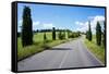 Cypress Trees Line Country Road, Chianti Region, Tuscany, Italy, Europe-Peter Groenendijk-Framed Stretched Canvas