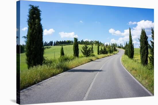Cypress Trees Line Country Road, Chianti Region, Tuscany, Italy, Europe-Peter Groenendijk-Stretched Canvas
