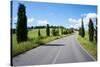 Cypress Trees Line Country Road, Chianti Region, Tuscany, Italy, Europe-Peter Groenendijk-Stretched Canvas