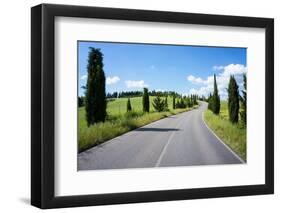 Cypress Trees Line Country Road, Chianti Region, Tuscany, Italy, Europe-Peter Groenendijk-Framed Photographic Print