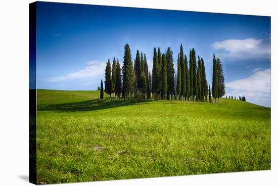 Cypress Trees on a Knoll-George Oze-Stretched Canvas