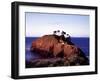 Cypress Trees on a Small Island on the Pacific Coast Near Carmel, California-Carol Highsmith-Framed Photo