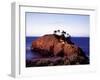 Cypress Trees on a Small Island on the Pacific Coast Near Carmel, California-Carol Highsmith-Framed Photo