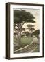 Cypress Trees, Pacific Grove, California-null-Framed Art Print