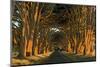 Cypress Trees, Point Reyes National Seashore, California, USA-Charles Gurche-Mounted Photographic Print