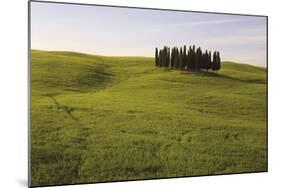 Cypress Trees Tuscany-Bill Philip-Mounted Giclee Print