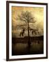 Cypress-Lydia Marano-Framed Photographic Print