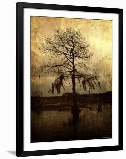 Cypress-Lydia Marano-Framed Photographic Print