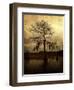 Cypress-Lydia Marano-Framed Photographic Print