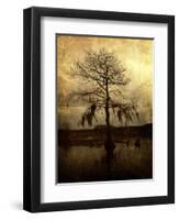 Cypress-Lydia Marano-Framed Photographic Print