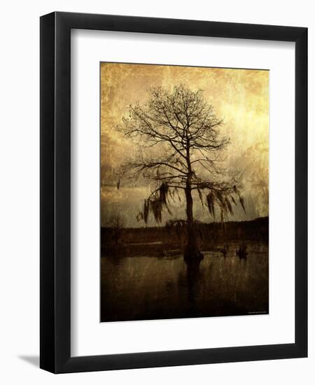 Cypress-Lydia Marano-Framed Photographic Print