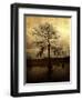 Cypress-Lydia Marano-Framed Photographic Print