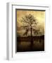 Cypress-Lydia Marano-Framed Photographic Print