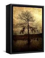 Cypress-Lydia Marano-Framed Stretched Canvas