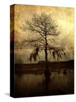 Cypress-Lydia Marano-Stretched Canvas