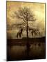 Cypress-Lydia Marano-Mounted Photographic Print
