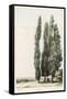 Cypress-Girard-Framed Stretched Canvas