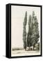 Cypress-Girard-Framed Stretched Canvas