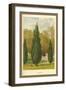 Cypress-W.h.j. Boot-Framed Art Print