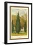 Cypress-W.h.j. Boot-Framed Art Print