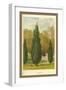 Cypress-W.h.j. Boot-Framed Art Print
