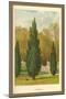 Cypress-W.h.j. Boot-Mounted Art Print