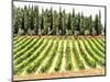 Cypresses and A Vineyard In Umbria-Dorothy Berry-Lound-Mounted Giclee Print