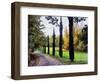 Cypresses In Autumn-Dorothy Berry-Lound-Framed Giclee Print