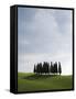 Cypresses in Corn Field Near San Quirico, Val d'Orcia, Tuscany, Italy-Angelo Cavalli-Framed Stretched Canvas