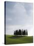 Cypresses in Corn Field Near San Quirico, Val d'Orcia, Tuscany, Italy-Angelo Cavalli-Stretched Canvas