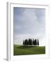 Cypresses in Corn Field Near San Quirico, Val d'Orcia, Tuscany, Italy-Angelo Cavalli-Framed Photographic Print