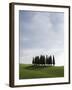 Cypresses in Corn Field Near San Quirico, Val d'Orcia, Tuscany, Italy-Angelo Cavalli-Framed Photographic Print