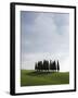 Cypresses in Corn Field Near San Quirico, Val d'Orcia, Tuscany, Italy-Angelo Cavalli-Framed Photographic Print