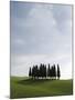 Cypresses in Corn Field Near San Quirico, Val d'Orcia, Tuscany, Italy-Angelo Cavalli-Mounted Photographic Print