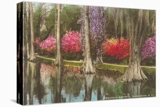 Cypresses in Magnolia Gardens, Charleston, South Carolina-null-Stretched Canvas