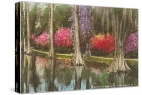 Cypresses in Magnolia Gardens, Charleston, South Carolina-null-Stretched Canvas