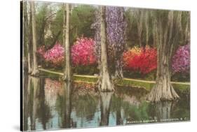 Cypresses in Magnolia Gardens, Charleston, South Carolina-null-Stretched Canvas