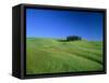 Cypresses on a field in the Tuscany-Herbert Kehrer-Framed Stretched Canvas