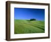 Cypresses on a field in the Tuscany-Herbert Kehrer-Framed Photographic Print