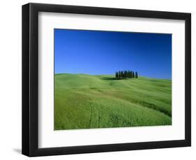 Cypresses on a field in the Tuscany-Herbert Kehrer-Framed Photographic Print