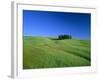 Cypresses on a field in the Tuscany-Herbert Kehrer-Framed Photographic Print