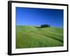 Cypresses on a field in the Tuscany-Herbert Kehrer-Framed Photographic Print