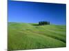 Cypresses on a field in the Tuscany-Herbert Kehrer-Mounted Photographic Print