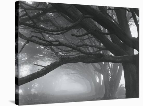 Cypresses, Skyline Drive, South San Francisco, 1996-Mark Citret-Stretched Canvas