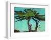 Cypresses-Paul Bailey-Framed Art Print