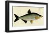 Cyprinus Vimba-null-Framed Art Print