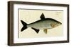 Cyprinus Vimba-null-Framed Art Print